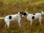     
: IMG_3218.jpg
: 90
:	90.7 
ID:	9901051