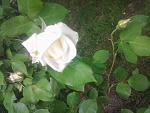     
: Фото1025.jpg
: 13
:	299.6 
ID:	9901719