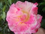     
: 2015-05-28 08.03.07.jpg
: 18
:	110.2 
ID:	9904308