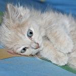     
: qrcVb3cyyMk.jpg
: 11
:	205.7 
ID:	9906360