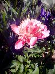     
: 24.05.15 - 12.jpg
: 10
:	119.6 
ID:	9909794