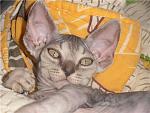     
: 187fb846d0cd.jpg
: 6
:	59.9 
ID:	9910380
