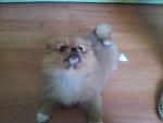     
: 20150602_150244.jpg
: 14
:	74.0 
ID:	9916344