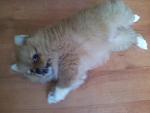     
: 20150602_145642.jpg
: 18
:	77.9 
ID:	9916347