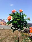     
: image.jpg
: 4
:	202.5 
ID:	9917780