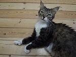     
: кошка 2.jpg
: 24
:	55.1 
ID:	9918407