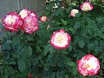     
: DSC03507.jpg
: 5
:	158.9 
ID:	9923024