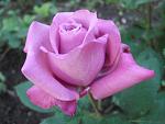     
: DSC03498.jpg
: 3
:	98.9 
ID:	9923039