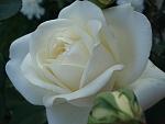     
: DSC03494.jpg
: 4
:	58.2 
ID:	9923090