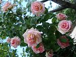     
: DSC03525.jpg
: 4
:	168.5 
ID:	9923092