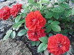     
: DSC03495.jpg
: 4
:	174.5 
ID:	9923109