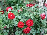     
: DSC03477.jpg
: 5
:	224.6 
ID:	9923128