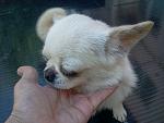     
: Фото0119.jpg
: 13
:	116.1 
ID:	9956566
