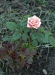     
: _DSC6077.jpg
: 8
:	152.1 
ID:	9960624