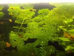     
: IMG_20150528_131200.jpg
: 13
:	174.2 
ID:	9963316