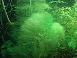    
: IMG_20140927_160921.jpg
: 9
:	189.2 
ID:	9963346