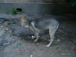     
: DSC02715.JPG
: 14
:	115.5 
ID:	9970032