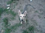     
: DSC02719.JPG
: 14
:	114.3 
ID:	9970033