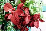     
: 20150616_234311.jpg
: 6
:	288.4 
ID:	9972843