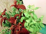     
: 20150616_234334.jpg
: 8
:	286.7 
ID:	9972844