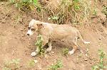     
: DSC_0007.jpg
: 23
:	199.5 
ID:	9974410