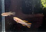     
: 20150613_162657.jpg
: 35
:	223.0 
ID:	9976888
