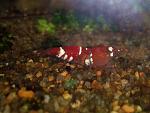     
: 20150613_161049.jpg
: 37
:	104.4 
ID:	9976895