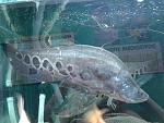     
: 20150613_162213.jpg
: 35
:	243.4 
ID:	9976898
