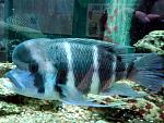     
: 20150613_162307.jpg
: 32
:	266.3 
ID:	9976899