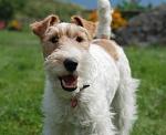     
: 1358437535_wire-fox-terrier1.jpg
: 20
:	29.2 
ID:	9982315
