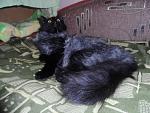     
: SAM_3487.jpg
: 18
:	155.2 
ID:	9982331