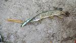     
: 20150623_061733.jpg
: 167
:	204.4 
ID:	9999756