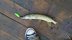     
: 20150623_050729.jpg
: 187
:	138.6 
ID:	9999759