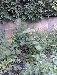     
: 20150620_184645.jpg
: 9
:	162.7 
ID:	9999955