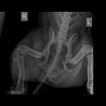     
: Small Skeletal _ 10 kg-Pelvis LAT-11.09.2017-13_56_25-887.jpg
: 8
:	30.7 
ID:	12290656