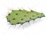     
: depositphotos_5250398-stock-photo-cactus-leaf.jpg
: 12
:	50.7 
ID:	12025514