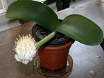     
: haemanthus4.jpg
: 12
:	17.7 
ID:	12044218