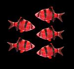     
: GloFish-Red-Barb-ribdom.ru2.jpg
: 27
:	20.6 
ID:	12549846