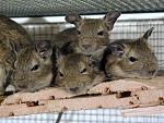     
: Degu27_l.jpg
: 18
:	191.8 
ID:	6434180