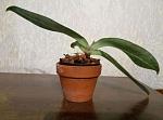     
: 483444088_2_644x461_orhideya-paphiopedilum-appletonianum-fotografii_rev008.jpg
: 21
:	22.5 
ID:	12074985