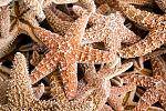     
: starfish-686710_960_720.jpg
: 10
:	155.5 
ID:	13537391