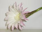     
: Echinopsis-2.jpg
: 10
:	71.1 
ID:	12753269