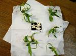     
: 482597946_2_644x461_orhideya-phalaenopsis-amboinensis-fotografii_rev013.jpg
: 33
:	30.3 
ID:	12074975
