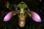     
: 483444088_1_644x461_orhideya-paphiopedilum-appletonianum-odessa_rev008.jpg
: 44
:	25.7 
ID:	12074990