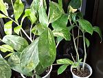     
: Zamioculcas zamifolia lemon variegated_long leaf_  , _ .jpg
: 7
:	156.3 
ID:	13521264