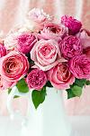     
: 213719-Beautiful-Pink-Roses.jpg
: 40
:	65.3 
ID:	12559919