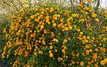     
: Kerria-japonica-Pleniflora26-785x490.jpg
: 32
:	198.2 
ID:	13342027