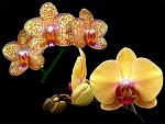     
: phal_phal_barbara_golden_solid_gold.jpg
: 15
:	50.8 
ID:	12131267