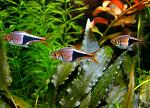     
: foto2_rasbora_klinopyatnistaya_soderzhanie.jpg
: 11
:	60.8 
ID:	12574470