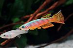     
: 09-3.red-striped-killifish.jpg
: 24
:	60.6 
ID:	12220008